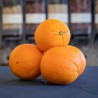 Organic oranges