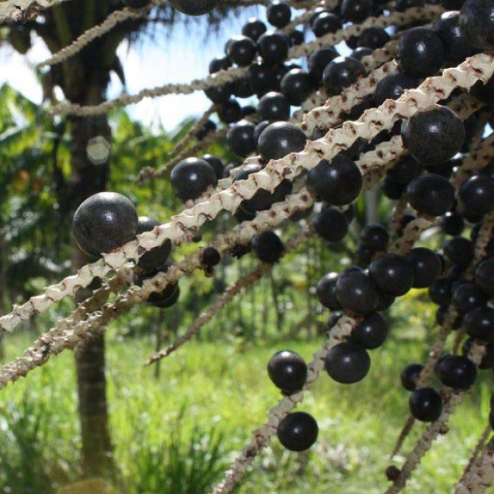 Organic acai berry oil, 50 ml, ALTEYA