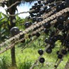 Organic acai berry oil, 50 ml, ALTEYA