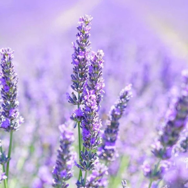 Organic lavender essential oil, 10 ml, ALTEYA