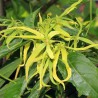 Ekologiškas kanangų (ylang ylang) eterinis aliejus, 10 ml