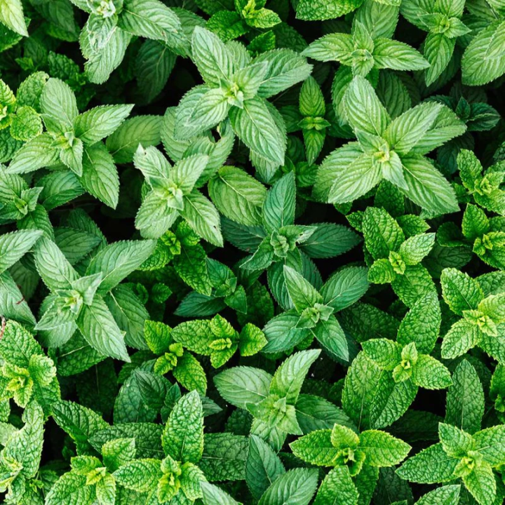Organic spearmint essential oil, 10 ml, ALTEYA