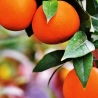 Organic Sweet Orange Essential Oil, 10 ml, ALTEYA