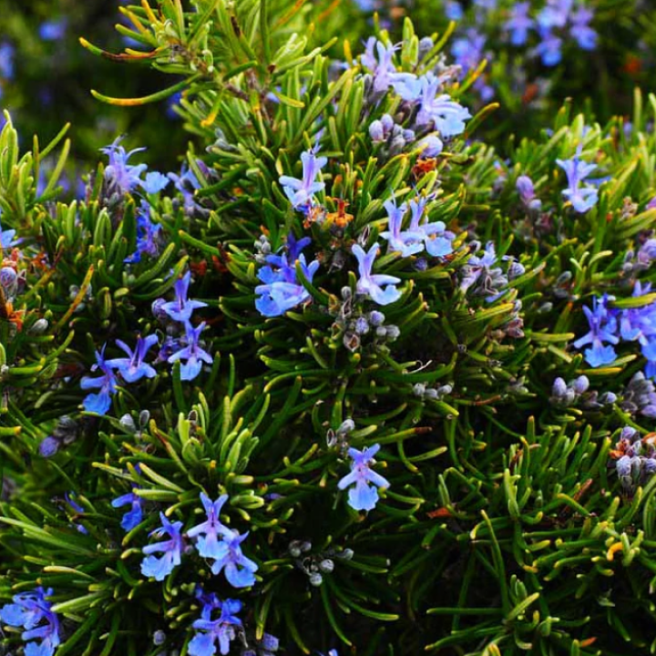 Organic Rosemary essential oil, 10 ml, ALTEYA